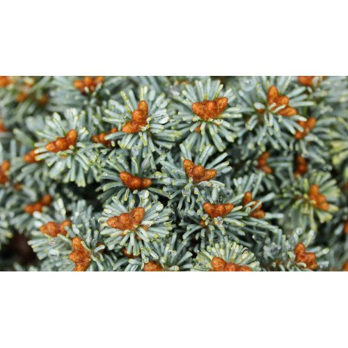 Ялиця Цвіков продам саджанець, прививка 15 см, продам ялицю Cvikov