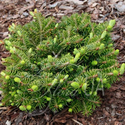 Продам саджанець ялиці Берлін, горщик P9, продам ялицю Berlin