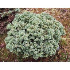 Ялиця Логан Пасс продам саджанець, горщик Р9, продам саджанець ялиці Logan Pass