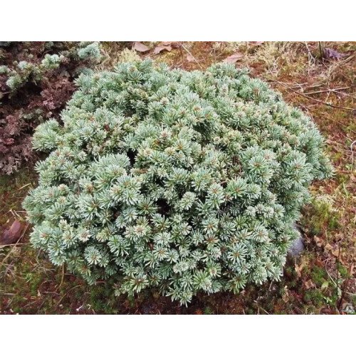 Ялиця Логан Пасс продам саджанець, горщик Р9, продам саджанець ялиці Logan Pass