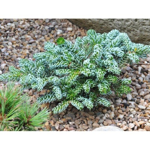 Ялиця Kohout’s Icebreaker продам саджанець, висота 15 см, Abies koreana Kohout’s Icebreaker