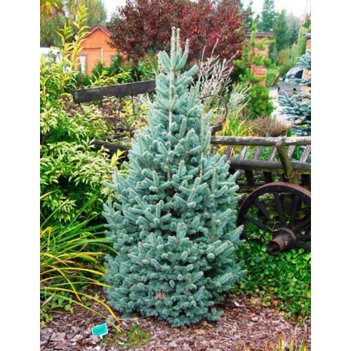 Продам ялицю бальзамічну Тайлер Блю, висота 35 см, куплю ялицю Tyler Blue