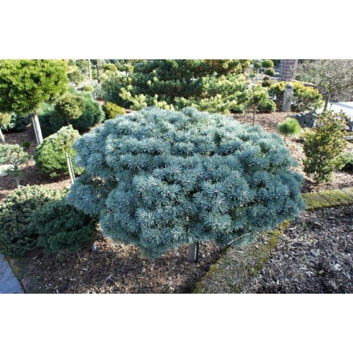 Ялиця Пігельмі продам саджанець, горщик Р9, продам ялицю Piggelmee