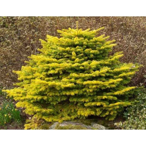 Ялиця Golden Spreader продам саджанець, горщик Р9, продам ялицю Голден Спредер