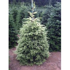 Продам саджанець ялиці Сільвер Делл, висота 20 см, продам ялицю кавказьку сорт Silver Dell