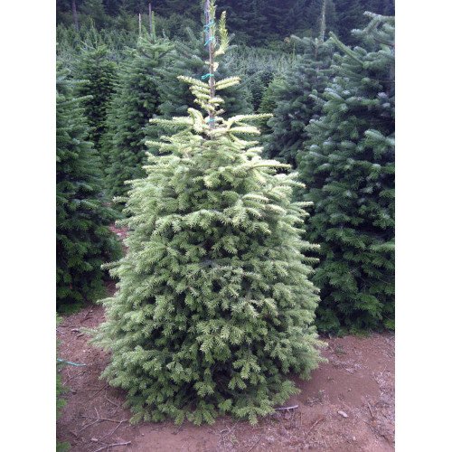 Продам саджанець ялиці Сільвер Делл, висота 20 см, продам ялицю кавказьку сорт Silver Dell