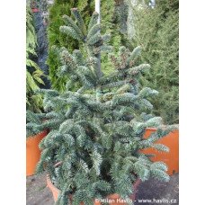 Ялиця нумідійська Glauca продам саджанець, висота 15 см, Abies numidica Glauca
