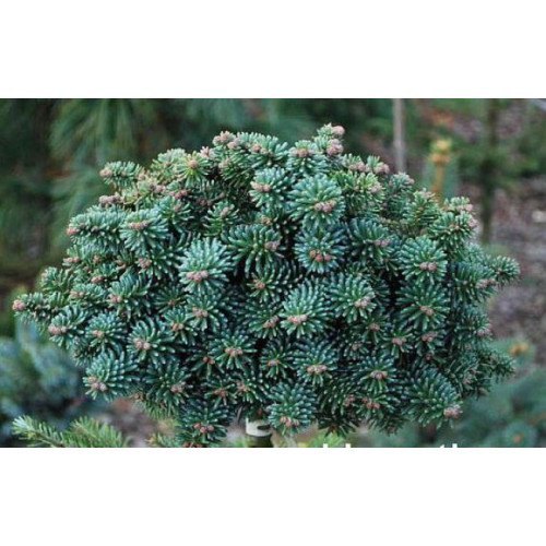 Продам саджанці ялиці іспанської Fatima, продам саджанці ялиці Фатіма