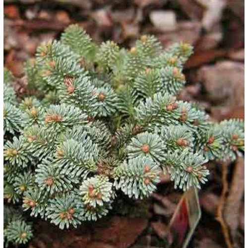 Ялиця благородна Blue Wonder, Abies procera Blue Wonder