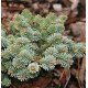 Ялиця благородна Blue Wonder, Abies procera Blue Wonder