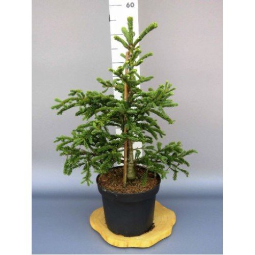 Продам саджанець ялиці благородною Rat Tail, висота 20-25 см, ціна ялиця Рет Тейл