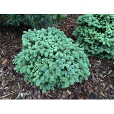 Продам саджанець ялиці пінсапо Atlas, висота 20-25 см, продам саджанець ялиці Атлас