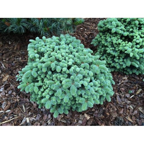 Продам саджанець ялиці пінсапо Atlas, висота 20-25 см, продам саджанець ялиці Атлас