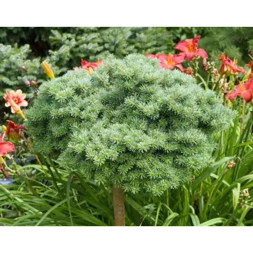 Ялиця Блауер Ескімо продам саджанець, висота 15-20 см, продам ялицю Blauer Eskimo