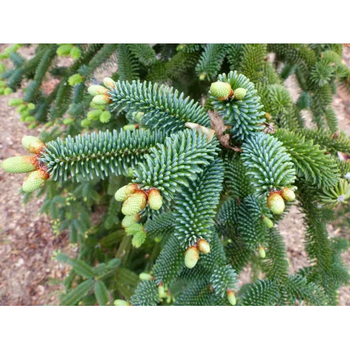 Ялиця нумідійська продам саджанець, куплю саджанець ялиці нумідійської