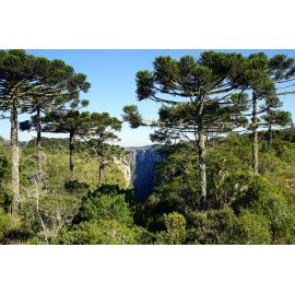 Продам саджанець араукарії бразильської, висота 35-40 см