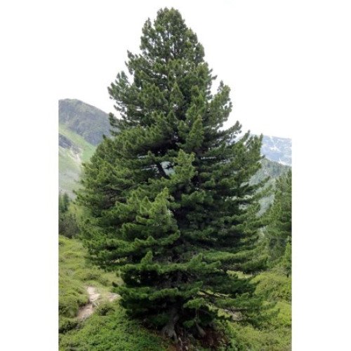 Продам саджанець сосни кедровою WB, відміна мітла, карликовий сорт