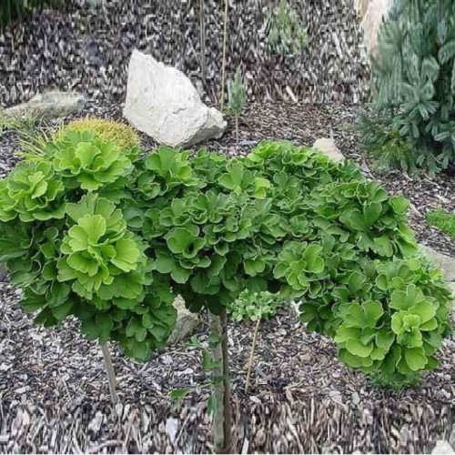 Продам саджанець гінкго білоба Troll, висота 20-25 см, продам гінкго Троль