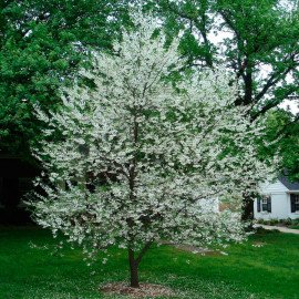 Галезія каролінська продам саджанець, висота 70-80..
