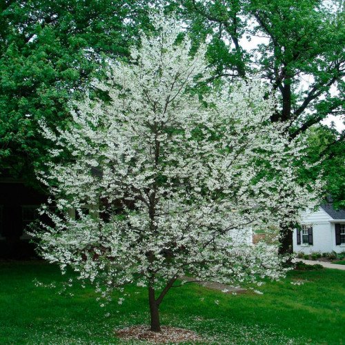 Галезія каролінська продам саджанець, висота 70-80 см