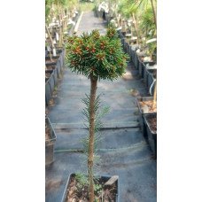 Модрина Галка продам саджанець, штамб 40-50 см, продам модрину Galka