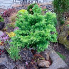 Модрина Мадуродам продам саджанець, штамб 40-50 см, продам модрину Madurodam