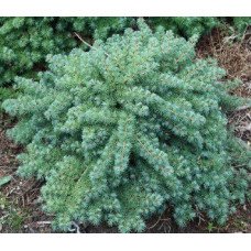 Модрина Блю Дварф продам саджанець, штамб 40-60 см, продам модрину Blue Dwarf