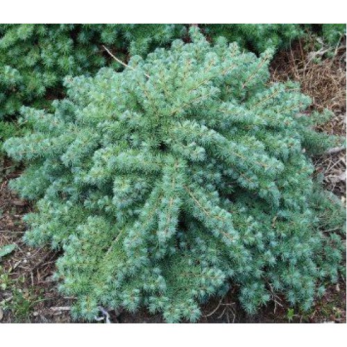 Модрина Блю Дварф продам саджанець, штамб 40-60 см, продам модрину Blue Dwarf