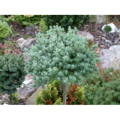 Продам саджанець модрини Newport 17, висота 70-80 м, продам модрину Ньюпорт Бьюті