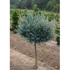 Модрина Блю Бол продам саджанець, штамб 40-50 см, продам модрину Blue Ball