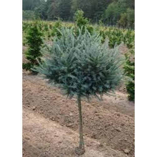 Модрина Блю Бол продам саджанець, штамб 40-50 см, продам модрину Blue Ball