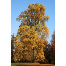 Ліріодендрон тюльпановий продам саджанець, висота 40-50 см, Liriodendron tulipifera