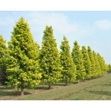 Метасеквоя Голдраш продам саджанець, висота 25 см, продам саджанець метасеквої Goldrush