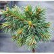 Ялина Космач продам саджанець, висота 25-35 см, продам ялину Kosmach