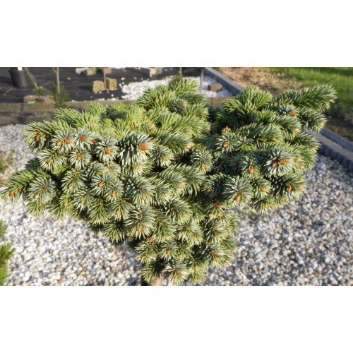 Ялина Бан продам саджанець, штамб 40 см, продам ялину Ban