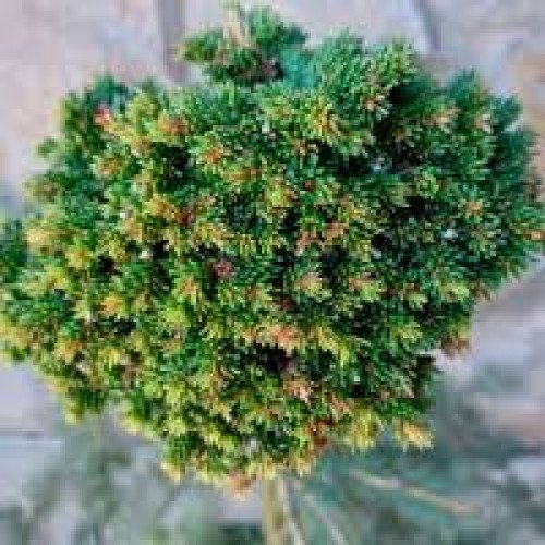 Ялиця Джос 1001 продам саджанець, висота 30 см, продам ялину Jo's 1001