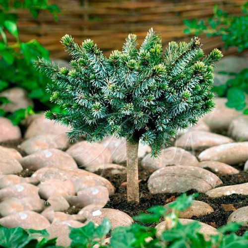 Ялина Каменз продам саджанець, висота 25-35 см, продам ялину Kamenz