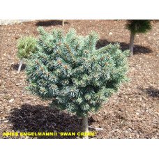 Продам саджанець ялини енгельмана Swаn Сreek, висота 25 см, купити ялину Сван Крік
