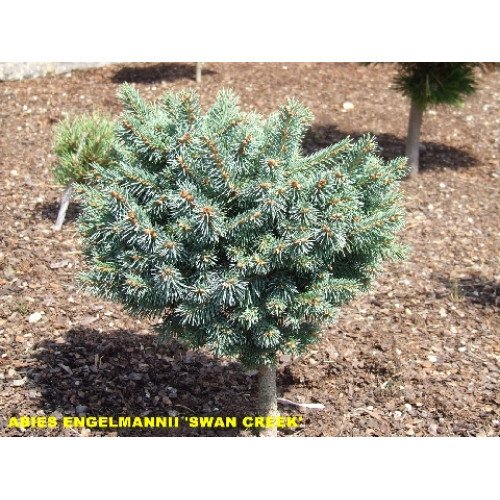 Продам саджанець ялини енгельмана Swаn Сreek, висота 25 см, купити ялину Сван Крік