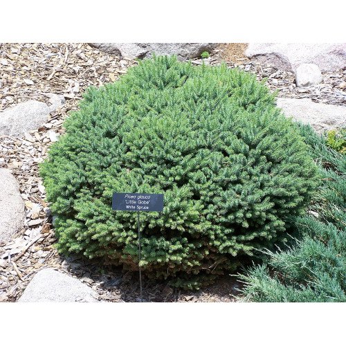 Ялина канадська Little Globe, Picea glauca Little Globe