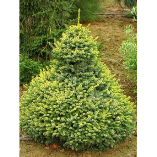 Ялина Пів Тіджін продам саджанець, висота 25-35 см, продам ялину Peve Tijn