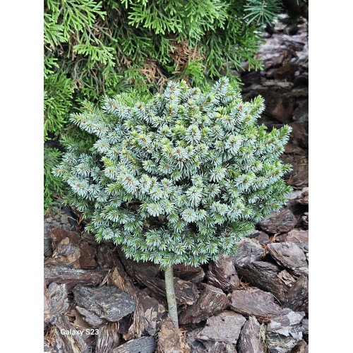 Продам саджанець ялини сербської Rosita, висота 25 см, продам саджанець ялини Росіта