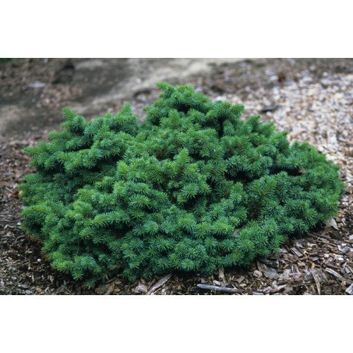 Продам ялину Mrs. Cesarini, висота 25 см, продам саджанець ялини Місіс Цезаріні