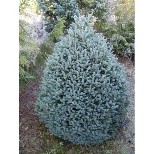 Продам ялину колючу Scottie, висота 25 см, продам саджанець ялини Скотті