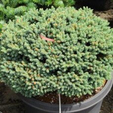 Продам саджанець ялини Burning Well, висота 20-25 см, продам ялину Бернінг Велл