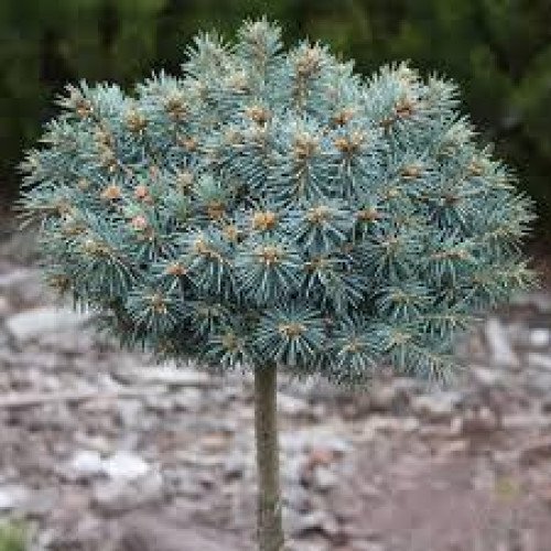 Ялина Блю Перл продам саджанець, висота штамба 30-40 см, продам ялину Blue Pearl