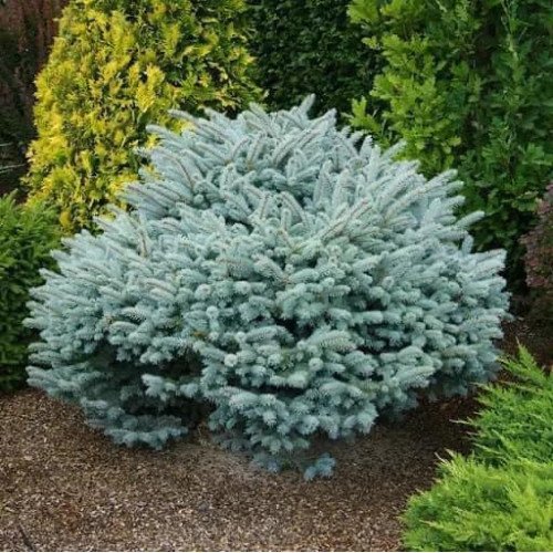 Ялина Глаука Компакта продам саджанець, висота 35 см, продам саджанець ялини Glauca Compacta