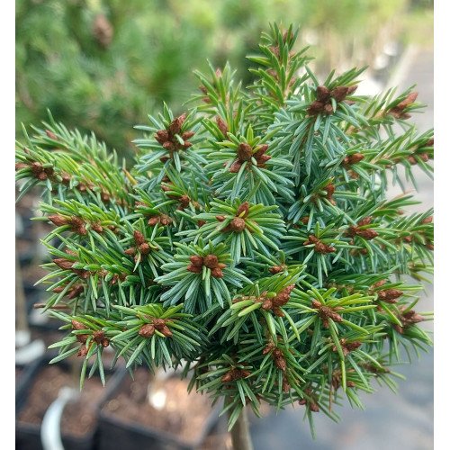 Продам саджанець ялини Фукс, висота 30 см, продам ялину Fuchs