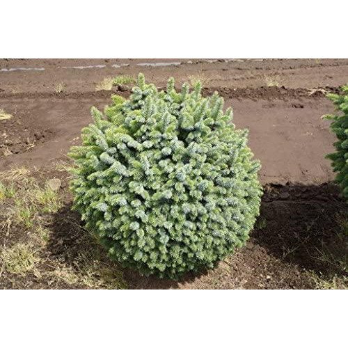 Продам саджанець ялини Papoose, висота 20 см, продам саджанець ялини Папуз