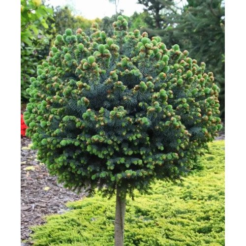 Ялина Тенас продам саджанець, штамб 30-40 см, продам ялину Tenas